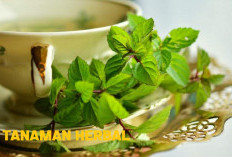 Baru Tau, 6 Tanaman Herbal Ini Bisa Mengatasi Masuk Angin