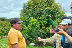 Kebun Durian Musang King di Kaur Menjanjikan, Simak Buktinya di Sini