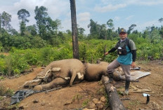 2 Gajah dan Seekor Harimau Mati, Koalisi:  PKH Oleh Gakkum Kemenhut di Hutan Seblat Setengah Hati