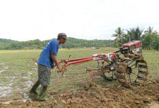 Jumlah Petani di Bengkulu Bertambah 2.266 Orang per 3 Bulan