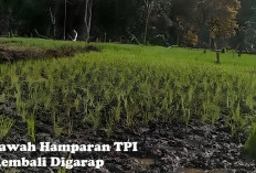 Puluhan Tahun Terbengkalai, Sawah Hamparan TPI Kembali Digarap