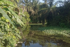 Sungai Air Selali Segera Dibersihkan, DLHK Turunkan Tim Bersama PT SBS dan Warga
