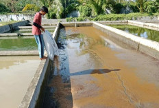 UPTD BBI Nasal Lakukan Pemupukan Kolam Pendederan Larva 1