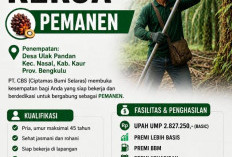 INFO! Lowongan Kerja di PT Ciptamas Bumi Selaras Khusus Laki-laki Buka Posisi Pemanen 