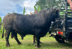 Sapi Kurban Presiden dari Bengkulu Selatan Tembus 1 Ton, Peternak Pasar Manna Jadi Sorotan