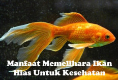 Siapa Sangka Memelihara Ikan Hias Bermanfaat untuk Kesehatan, Bisa Menurunkan Tekanan Darah Loh!