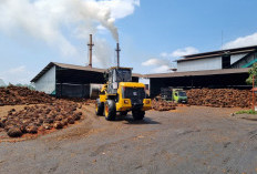Produksi Sawit Tembus 271 Ribu Ton, Harga TBS Masih Tak Bersahabat,Simak Masukan Anggota DPRD 