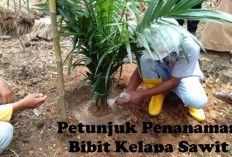 Penanaman Bibit Kelapa Sawit Tidak Boleh Asalan, Ini Caranya