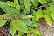 Tak Banyak yang Tahu! Bukan Hanya Bumbu Aromatic, Ternyata Ini Manfaat Daun Salam untuk Kesehatan