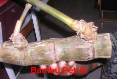 Misteri Bambu Petuk: Antara Kekuatan Gaib dan Fakta Ilmiah