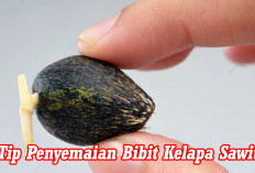 Jangan Salah! Ikuti Tips Penyemaian Bibit Kelapa Sawit Ini, untuk Hasil Maksimal