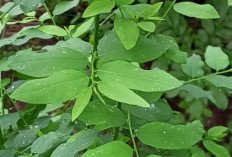 Daun Katuk Booster ASI, Penjelasan Ilmiahnya Bikin Kaum Ibu Bangga!