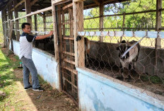 Pascalebaran, Satpol PP Telah Amankan Belasan Ternak, Intip Jadwal Lelangnya di Sini! 