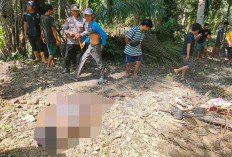 Diduga Karena Sakit, Warga Desa Lubuk Ladung Kedurang Ditemukan Meninggal di Bawah Pohon Kelapa