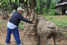 Ribuan Ekor Ternak di Bengkulu Selatan Terancam Penyakit Ngorok, Dinas Hanya Siapkan 2 Ribu Vaksin