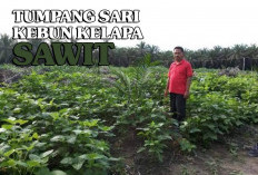 Selain Penghasilan Tambahan, Ini Manfaat Tumpang Sari Kebun Sawit