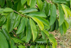 Ramuan Dapur Ini Obat Alternatif Untuk Mencegah Penyakit Kanker, Ini Cara Membuat dan Aturan Penggunaan