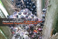 Petani Harus Tahu! Ini Deretan JamurPenyebab Penyakit Kelapa Sawit