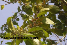 Mengenal Lebih Jauh Manfaat Benalu Kopi yang Jarang Diketahui, Berikut Zat Kandungannya Sehingga Berguna! 