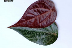 5 Manfaat Daun Sirih Baik untuk Kesehatan, Intip Manfaatnya Bagi Pria dan Wanita, Ini Kandungannya!