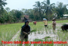 Tradisi Khasa Suku Semende, Tanam  Padi Sawah Sekali Setahun