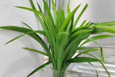 Punya Aroma Wangi Khas, Daun Pandan Punya Manfaat Ini Untuk Kecantikan Kulit! 
