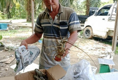 Musim, Harga Ikan Turun Drastis,   Nelayan Memilih Tangkap Lobster
