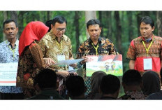 Penyaluran KUR Perhutanan Sosial, Ribuan Petani Hutan di Sini Terima Manfaat, Intip Skemanya!