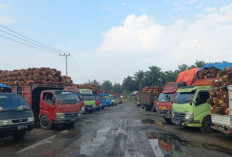 Dampak CPO Dunia Turun, Harga TBS Sawit Kian Melorot, Cek Harga Terbaru di Sini