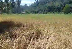 Dihantam Gelombang Pasang, 4 Ha Sawah Warga Tanjung Besar Terancam Gagal Panen