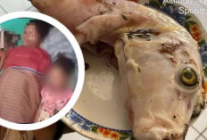 WADUH! Ibu dan Dua Anak Tewas Usai Makan   Telur Ikan Buntal, Begini Kronologisnya