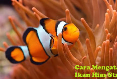 Ikan Hias Stres, Jangan Panik! Intip Cara Mengatasinya di Sini