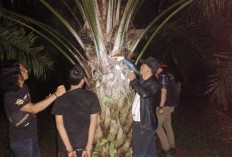 Ninja Sawit Tumbang, Tiga Pelaku Tak   Berkutik saat Diciduk Polsek Kedurang Ilir