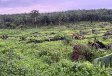 Kerugian Negara Sudah Pulih, Jaksa Minta Bantuan Ahli Hukum Soal Dugaan Korupsi Replanting Sawit