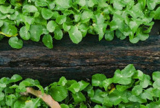 Mengulik Manfaat Centella Asiatica Untuk Perawatan Kulit, Intip Juga Cara Pakainya Yuk