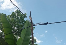 7 Tahun Kabel JTM 600 Meter Pakai Tiang Bambu, Sudah Timbulkan Korban 