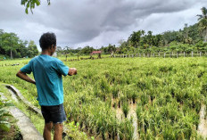 Sawah BBU dan BBI Diserang Wereng, Petani Kebingungan Cara Mengatasinya