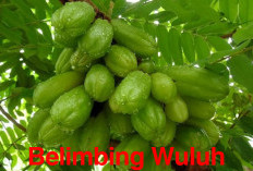 Belimbing Wuluh Punya Khasiat Luar Biasa, Sembuhkan Penyakit Ringan Hingga Penyakit Mematikan