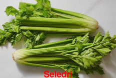 Beberapa Tanaman Obat Tradisional yang Bisa Dibudidayakan di Lingkungan, Jenisnya Bikin Terkejut! 