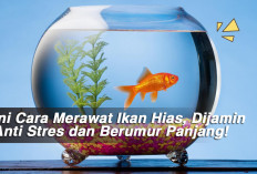 Ini Cara Merawat Ikan Hias, Dijamin Anti Stres dan Berumur Panjang!