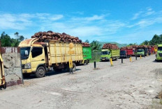 Baru Dua Pekan Naik hingga Rp 3 Ribu Lebih, Kini Harga TBS Sawit di Bengkulu Selatan Turun 