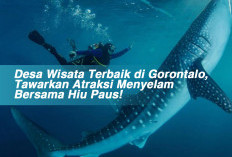 Desa Wisata Terbaik di Gorontalo, Tawarkan Atraksi Menyelam Bersama Hiu Paus! 