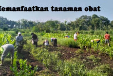 HARUS TAHU! Ini Cara Memanfaatkan Tanaman Obat Tradisonal dengan Benar, Bikin Sembuh Permanen Loh!