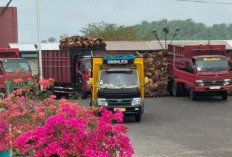 Harga TBS Sawit di Bengkulu Selatan Kalah Jauh dengan Daerah Tetangga, Cek Harga Terbarunya