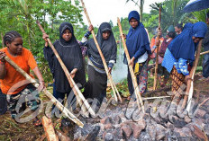 MENARIK! Tradisi Bakar Batu Jelang Buka Puasa Dilakukan di Papua, Intip Tujuannya