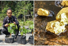 Saking Kayanya! Indonesia Disebut Miliki Tanaman Menghasilkan Emas