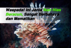 Waspada! Ini Jenis Ikan Hias Beracun, Sangat Berbahaya dan Mematikan