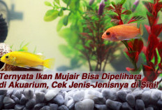 Ternyata Ikan Mujair Bisa Dipelihara di Akuarium, Cek Jenis-Jenisnya di Sini!