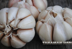 Pasti Ada disetiap Dapur! Ini Tanaman Herbal untuk Sakit Gigi! 