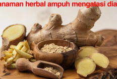 Resep Alami! 5 Tanaman Herbal Ini Ampuh Mengatasi Diare 